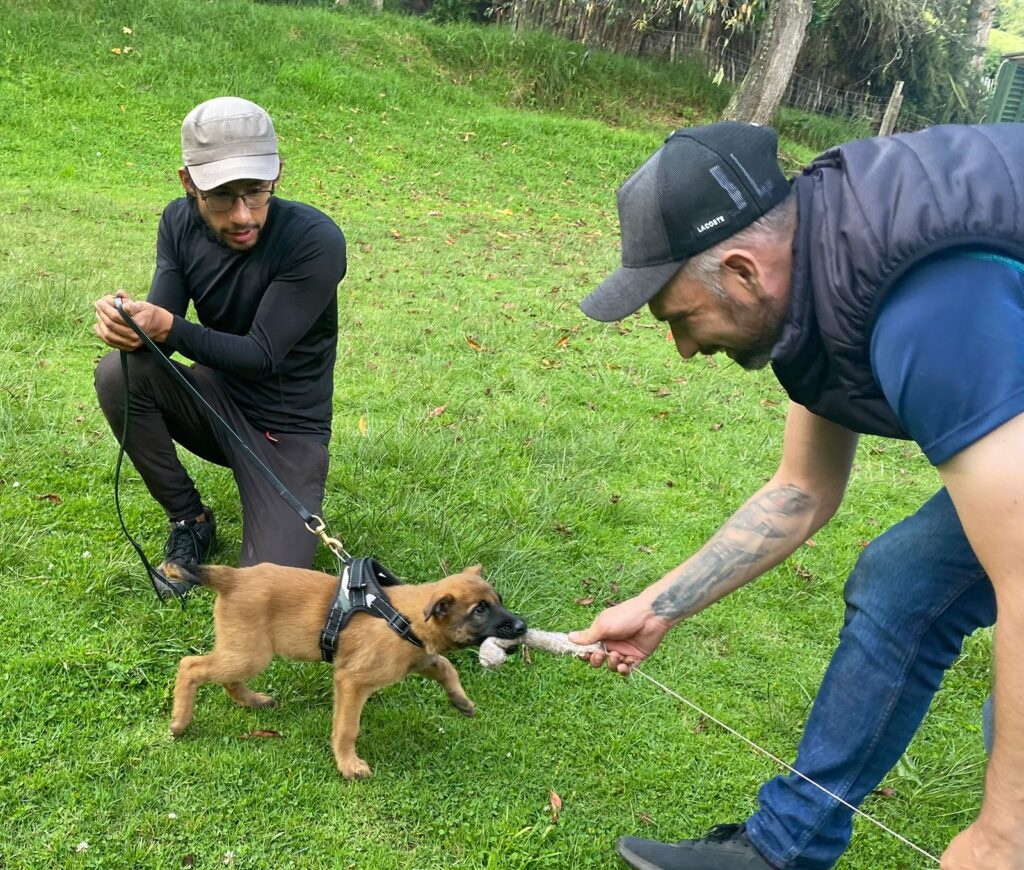 Guia canino certificado