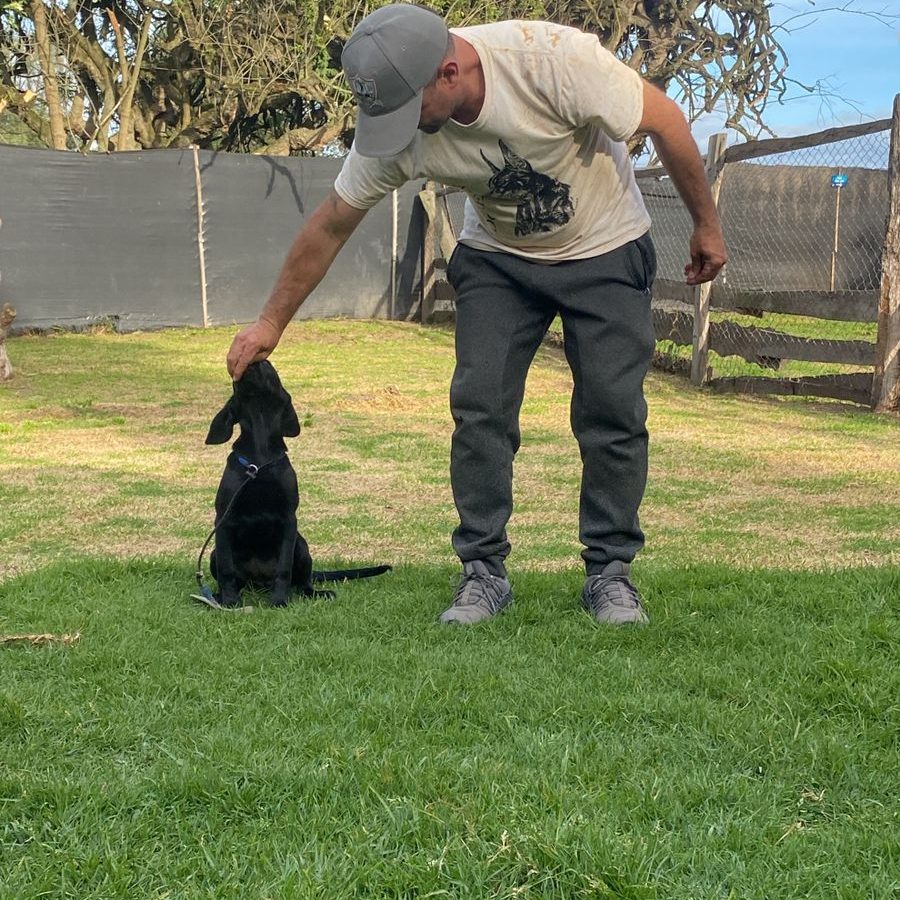 Adiestramiento canino en Bogotá nivel básico